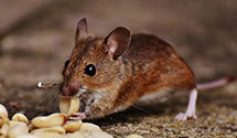 Find Exterminators in Langlade County